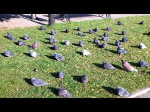 Голуби загорают