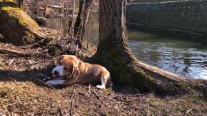 Смешная озвучка собаки.  О чём думают собаки весной на охоте