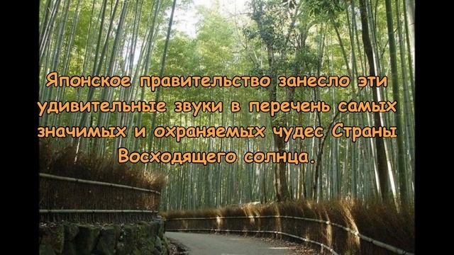 Бамбуковая роща Сагано в Японии! смотреть онлайн