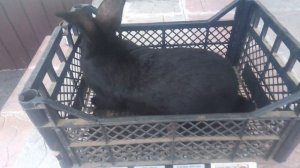 Кролики пестрый немецкий великан.