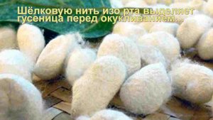 Откуда берётся шёлк