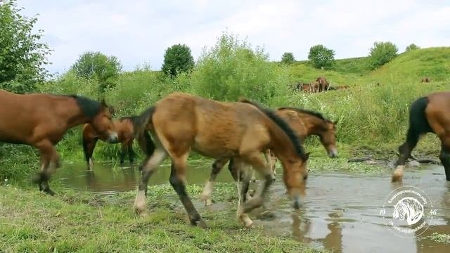 Владимирские тяжеловозы