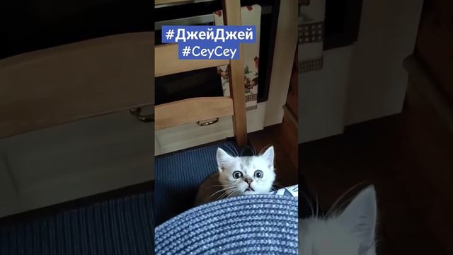 #ДжейДжей#CeyCey#cat #kediler#кот#catlover