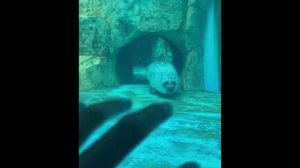 Попугаи, морские тюлени и другие необычные питомцы и жители зоопарка