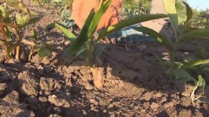 Уход за окулированными саженцами весной.