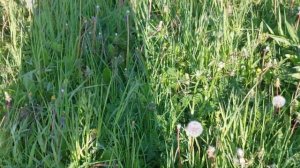 Ежик быстро бегает