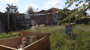 Содержание гусей на даче в СНТ