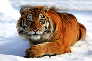 Величественные животные северного леса Удивительная тайга с Могучими сибирскими тиграми