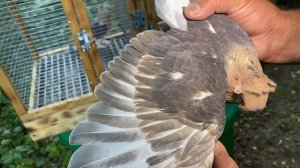 Обзор Турецкой Таклы