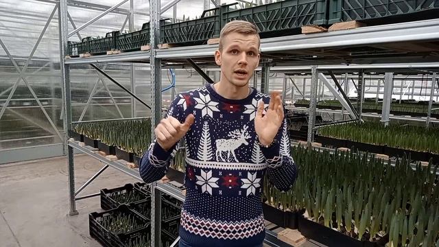 Выгонка тюльпанов: 1 млн. луковиц и 60 сортов. Мой опыт. смотреть онлайн