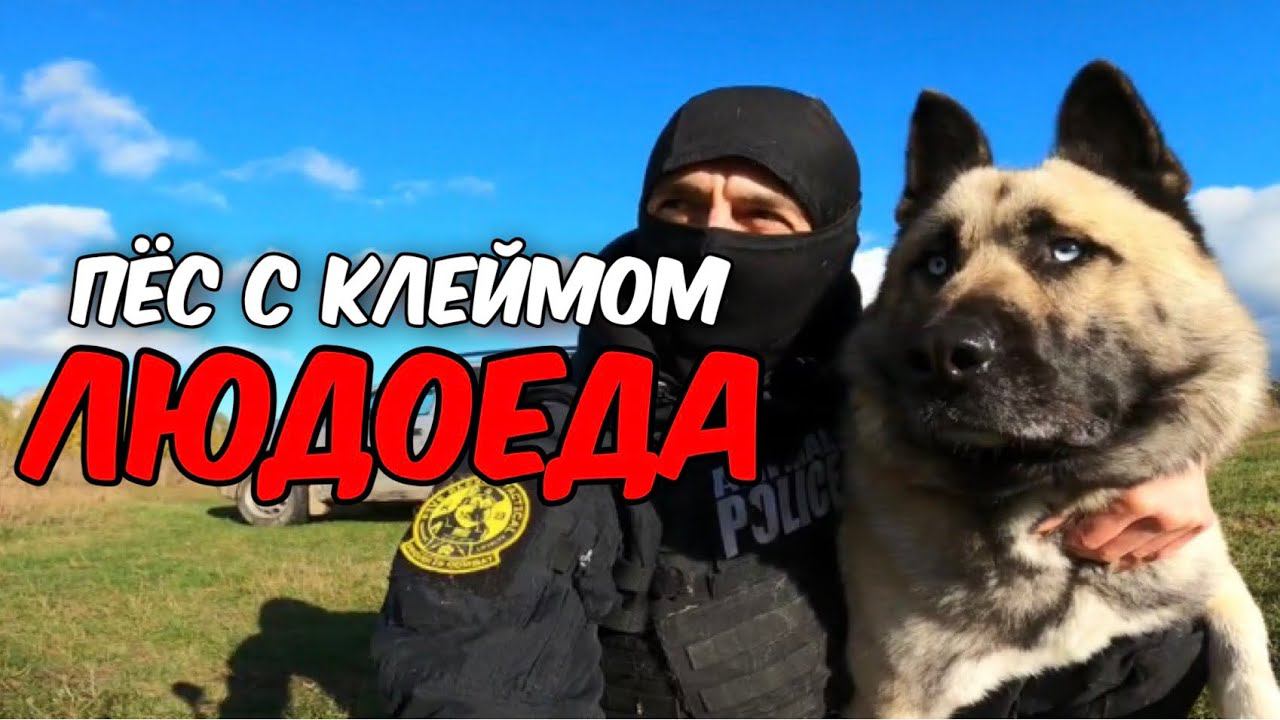 Спасение пса с клеймом людоеда | КИНГ