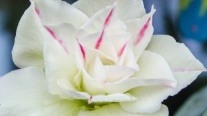 Цветение адениума Sang Chan