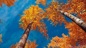 Осенняя песня (по мотивам песни А. Дольского)