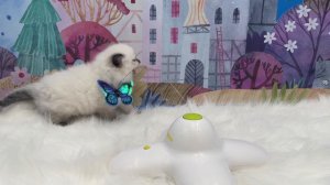 Blue Point Ragdoll Kitten Hates Toy 🐱💝 #ragdollcattery #ragdollkitten #ragdollcatlovers