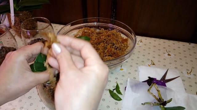 Посадка Азиатских Подростков Орхидей в Мох | Закрытая Система | Phal. Ever Spring King* OK BLACK