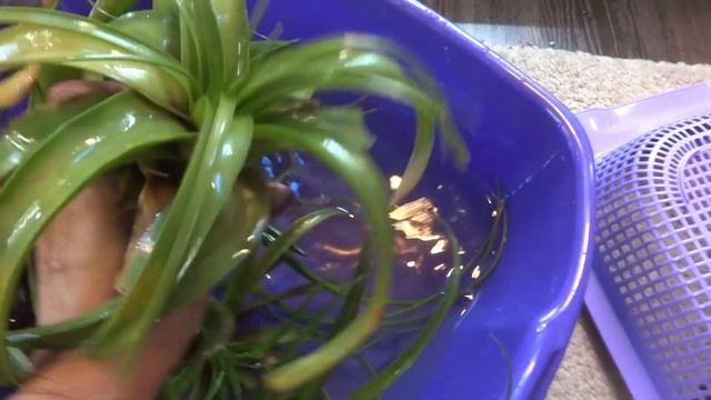 Цветы в моем доме. Комнатные растения. Купание тилландсий.