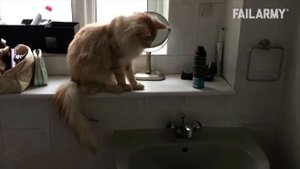 Funny Cat Fails | Funny Cat Compilation - FailArmy