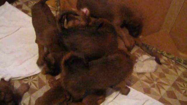 Щенки ирландского терьера\пит-к Дерзкая Душа смотреть онлайн