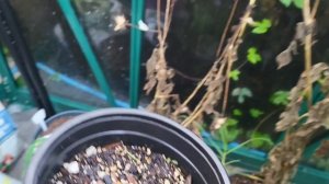 Sowing Lupin Seeds and Garden Update