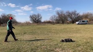 Дрессировка щенка кане-корсо VERDA VIP GERASSI CORSO