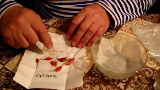Замачиваем семена перцев, готовим к проращиванию. Комнатный перец Огонёк смотреть онлайн