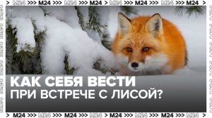 Столичные зоологи предупредили, как вести себя при встрече с лисой - Москва 24