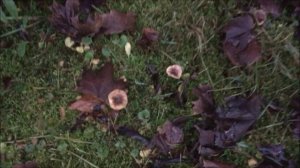 Грибы Свинушки