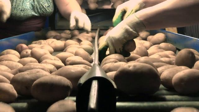 Зольский картофель - производитель элитных семян картофеля смотреть онлайн