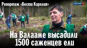 На Валааме высадили 1500 саженцев ели | Репортаж «Вести Карелия»