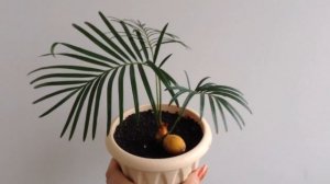 Цикас мой растет