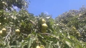 Летняя груша созрела. Обильный урожай