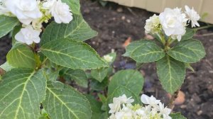 Цветущие гортензии в моем саду.