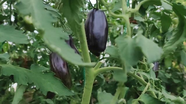 Сорт томата Сливка Гурман. Пробую первый помидор ??. смотреть онлайн