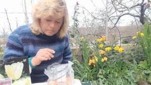 Тюльпаны. Подготовка к осенней посадке.