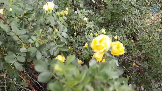 Арт-объект из холодильника / Собачья шерсть?/Огород ? смотреть онлайн