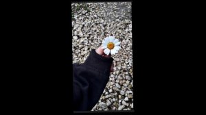 аватарки_для_ватсапа.mp4