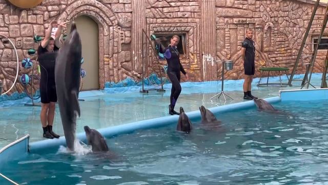 Влог №17 Обзор на Адлерский дельфинарий, дельфинарий в Адлере, куда сходить в Адлере, дельфины Адле смотреть онлайн