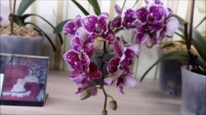 Орхидеи))) Февраль))Результат подкормки сахаром)))