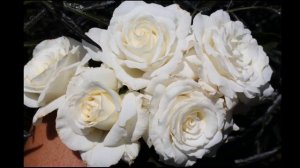 №56 Обзор посылки  с розами! Сорта замечательные!#сорта_роз #посылкасрозами