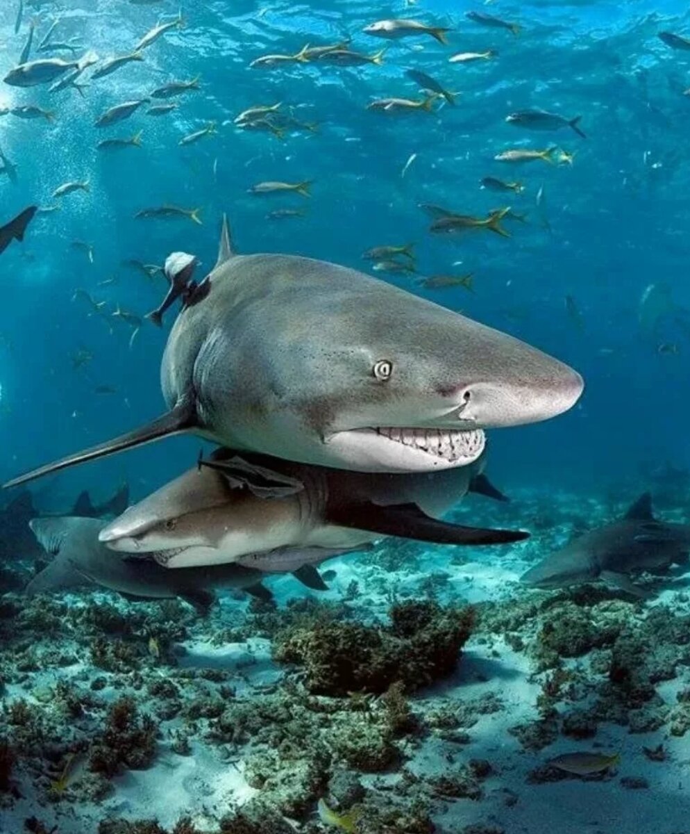 Ocean shark. Песчаная рифовая акула. Акула тигровая Шарк. Рифовая тигровая акула. Тигровый.
