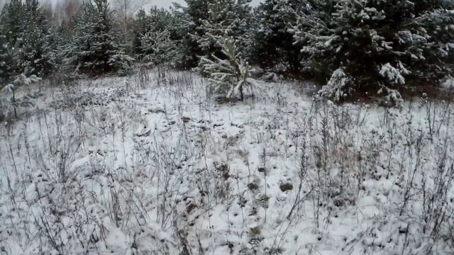 ГОЛУБИКА на Полесье. смотреть онлайн