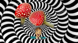 мухоморы гипнокоучинг_1