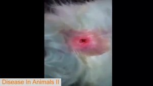 The Disease In Dog || Monster Botfly, Larvae , MangoWorm Removal animal compilation vol 7 - Animals