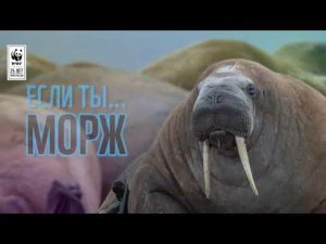 Твоя жизнь, если ты...   МОРЖ