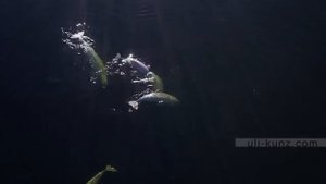 Соловки, киты Белухи
