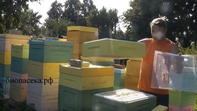 БИОПАСЕКА. Кормушка Медуница. Установка в улей. смотреть онлайн