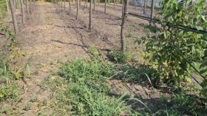 Уход за малиной, мульчирование.