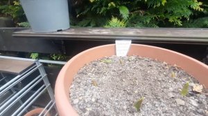 Проросли луковицы тюльпанов посаженные зимой в январе.