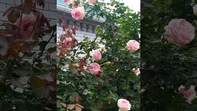 Розы,Розы аромат лета!часть 2