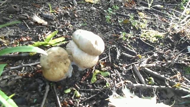 Первые белые грибы 2019 года - "николайчики-2019" смотреть онлайн